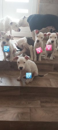 Staffordshire terrier