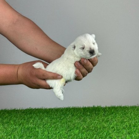 West Highland White Terrier