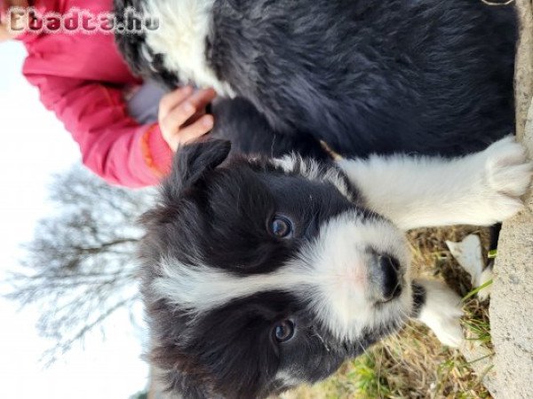 Border collie