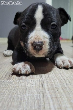 Szerető gazdit keresnek