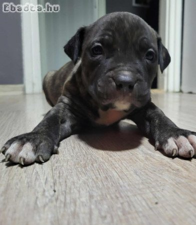 Szerető gazdit keresnek