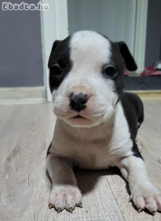 Szerető gazdit keresnek