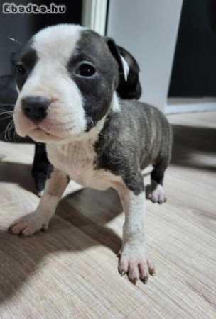 Szerető gazdit keresnek