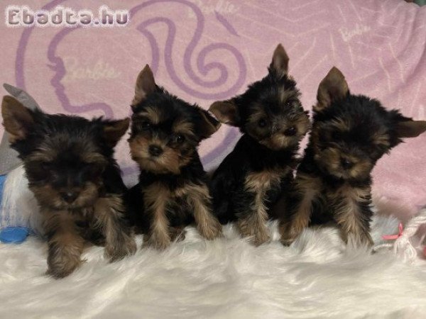 Pestmegyében Yorkshire terrier kiskutyák