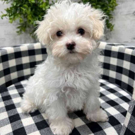 Máltai+uszkár=Maltipoo havanese bichon