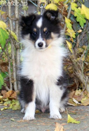 Sheltie (Shetlandi juhász) kan kiskutya eladó