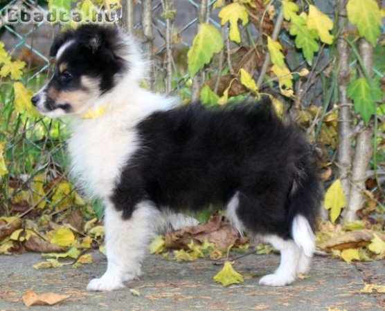 Sheltie (Shetlandi juhász) kan kiskutya eladó