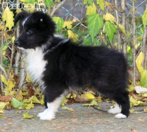 Sheltie (Shetlandi juhász) kan kiskutya eladó