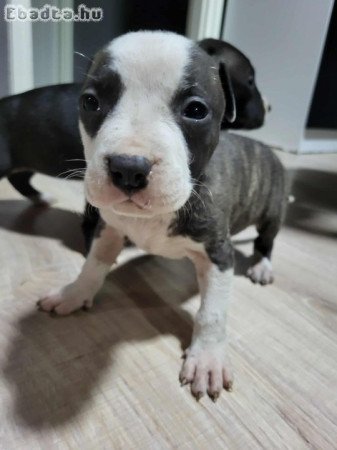 Szerető gazdikat keresnek staffordshire kiskutyák