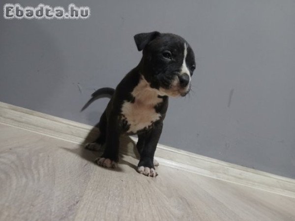 Szerető gazdikat keresnek staffordshire kiskutyák