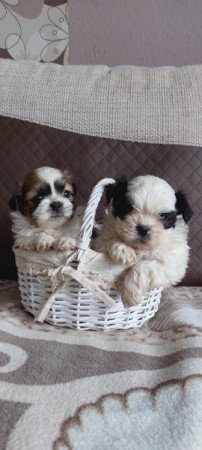 Shih -tzu