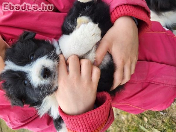 Border collie