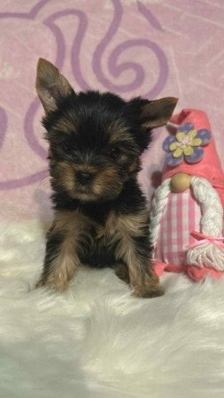 Yorkshire terrier