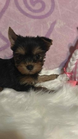Yorkshire terrier