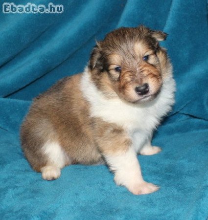 Skót juhász (Collie rough) kan kiskutyák eladók