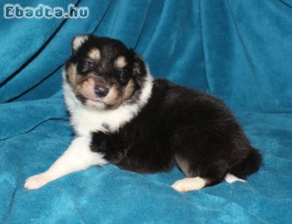 Skót juhász (Collie rough) kan kiskutyák eladók