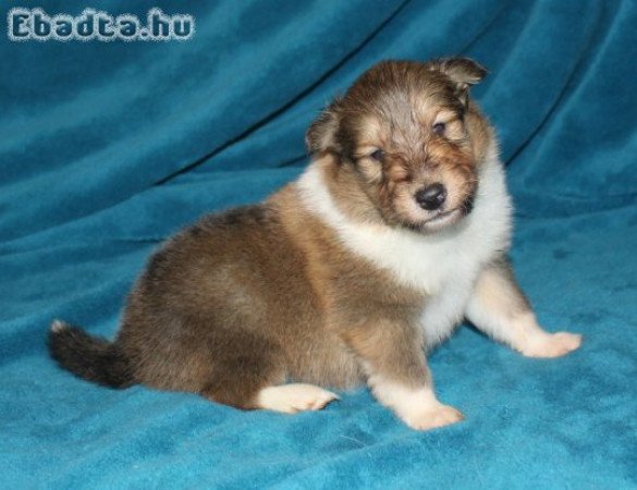 Skót juhász (Collie rough) kan kiskutyák eladók