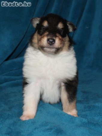 Skót juhász (Collie rough) kan kiskutyák eladók