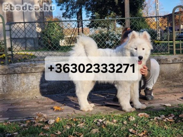 Szamojéd kölyök kan