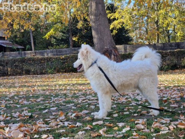 Szamojéd kölyök kan