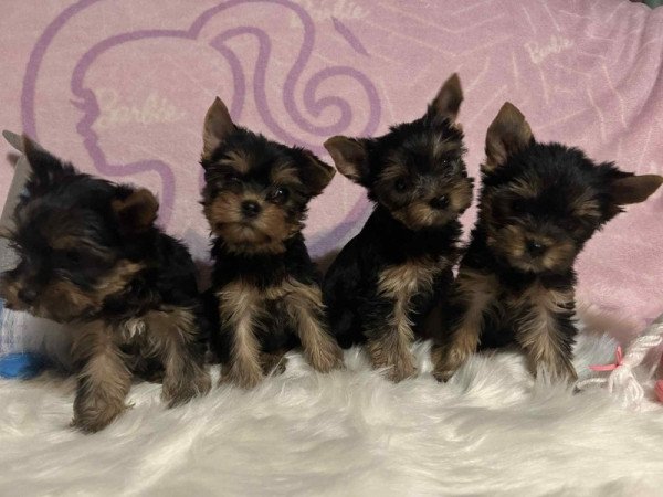 Yorkshire terrier