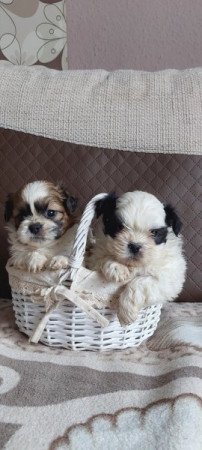 Shih -tzu