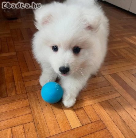 Spitz fiú német spicc gazdisodna