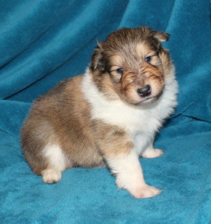 Skót juhász (Collie rough)