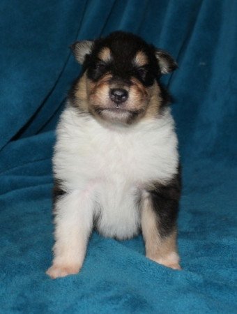 Skót juhász (Collie rough)