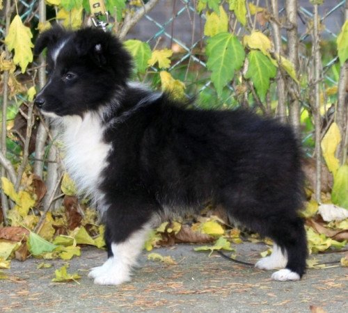 Sheltie (Shetland sheepdog)