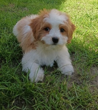 Bichon Havanese