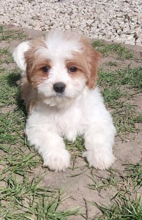 Bichon Havanese