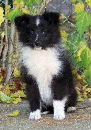 Sheltie (Shetland sheepdog)