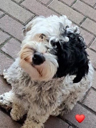 Bichon Havanese