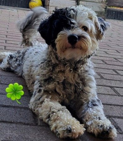 Bichon Havanese