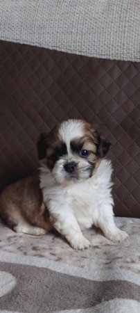 Shih -tzu
