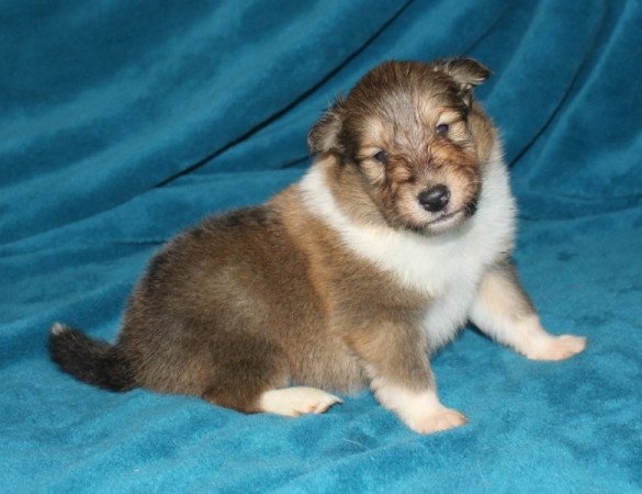 Skót juhász (Collie rough)