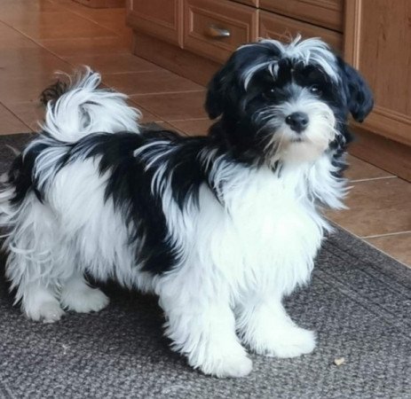 Bichon havanese