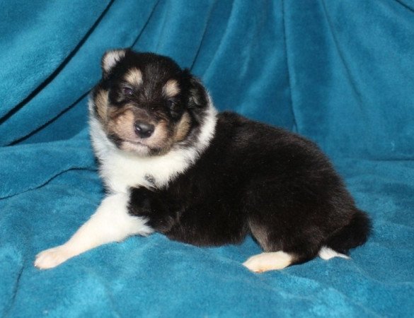 Skót juhász (Collie rough)