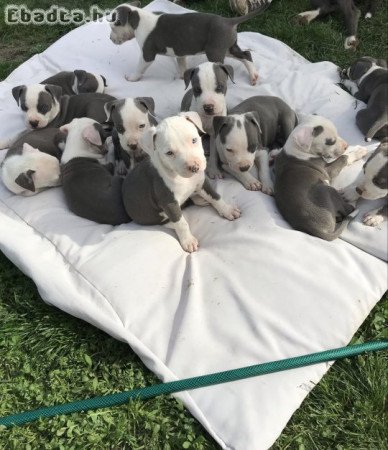 Amerikai staffordshire terrier