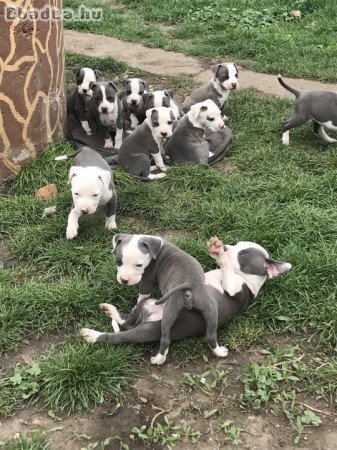 Amerikai staffordshire terrier