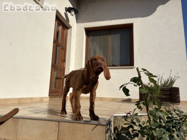 Rövidszőrű magyar vizsla kölykök