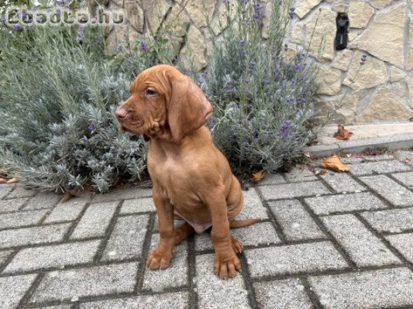 Rövidszőrű magyar vizsla kölykök
