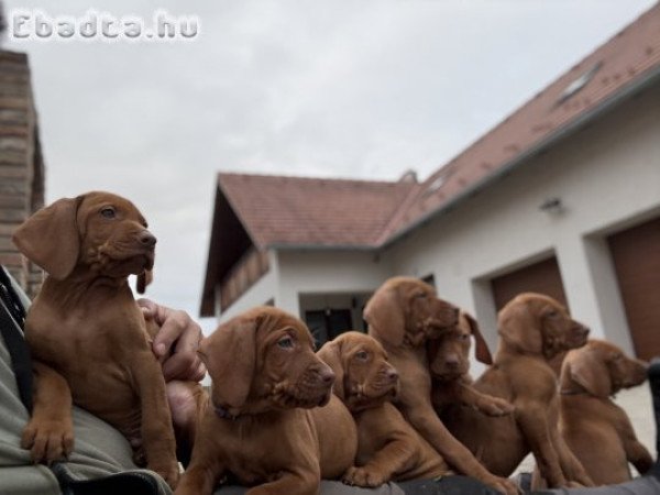 Rövidszőrű magyar vizsla kölykök