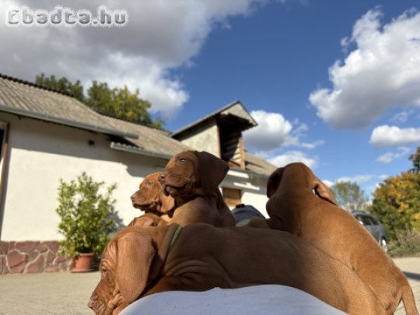Rövidszőrű magyar vizsla kölykök