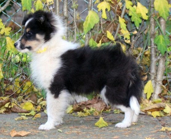 Sheltie (Shetland sheepdog)