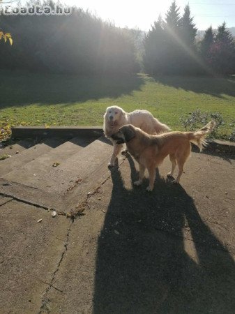 pireneusi hegyi kutya és  sárplaninac szuka eladó