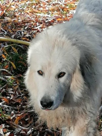 pireneusi hegyi kutya és  sárplaninac szuka eladó