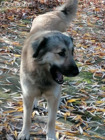 sárplaninac szuka eladó és pireneusi hegyikutya