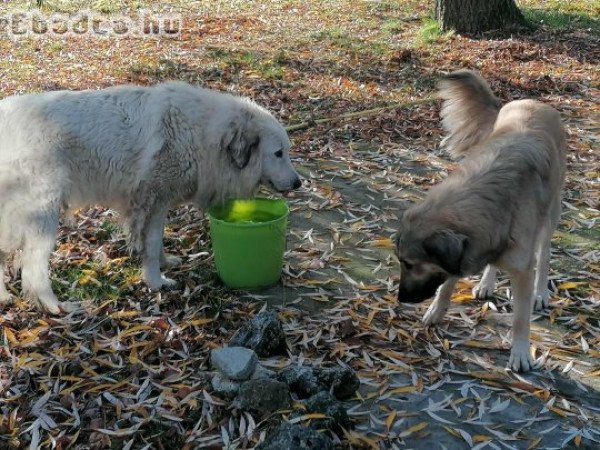 sarplaninac   és pireneusi szuka párban    eladó